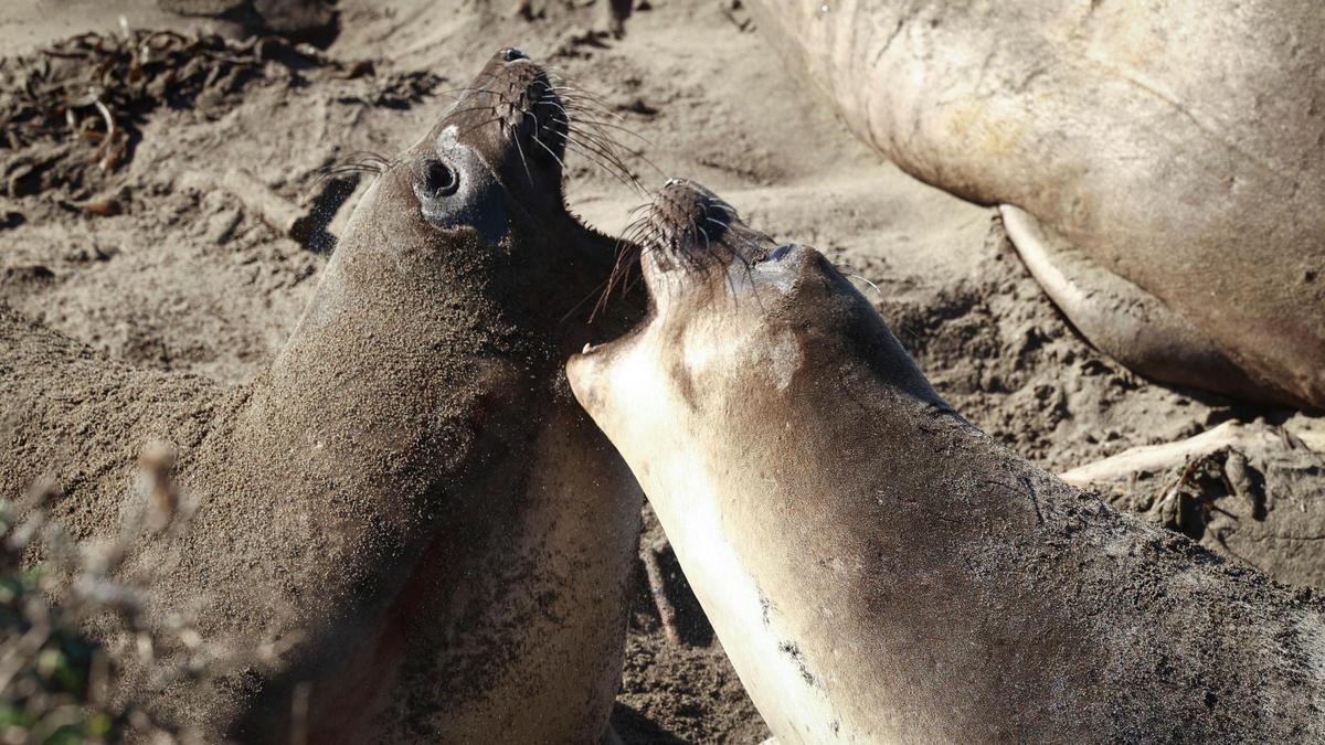 Female elephant seals argue over beach real estate near the Piedras Blancas Lighthouse, where elephant seal pups were being born on Dec. 30, 2024.