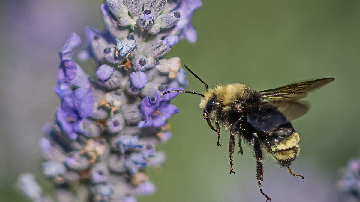 A bumblebee approaches a vibrant lavender blossom in San Luis Obispo County.