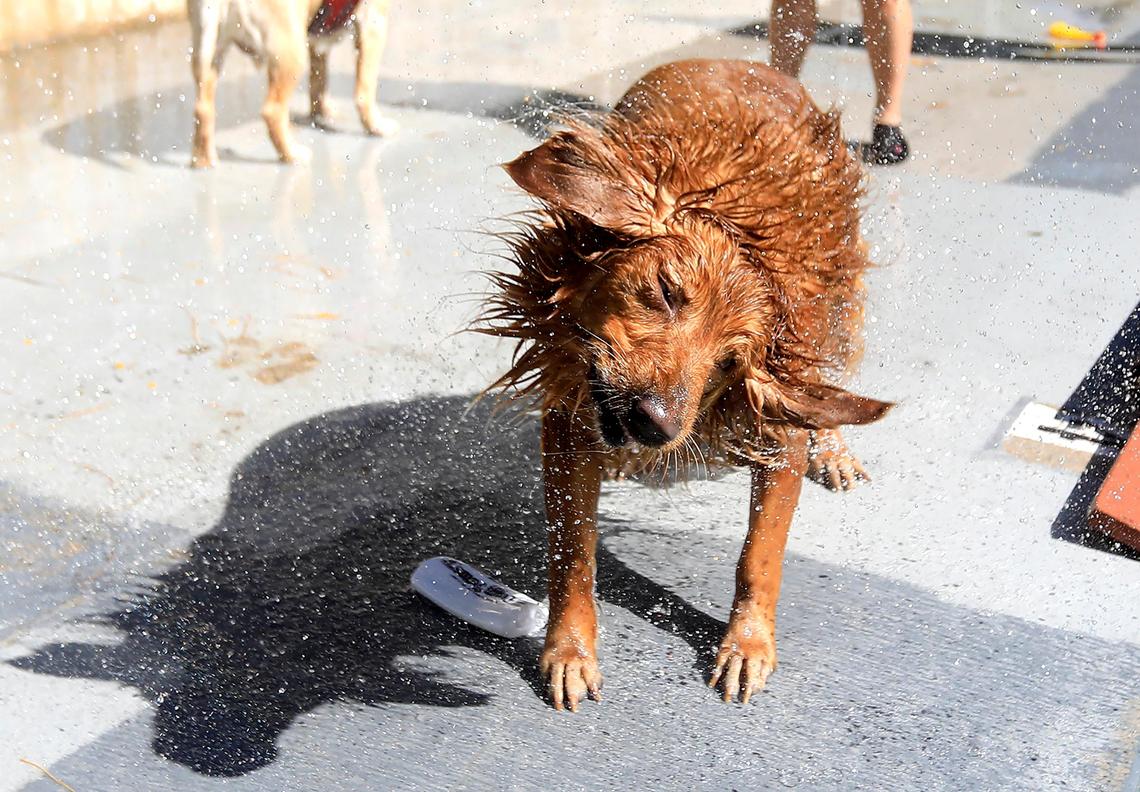 Zoey, a 4-year-old golden retriever, shakes after her dip in Templeton Community Pool during Dog Splash Days in 2019. Zoey is owned by Joni Ray of Templeton.