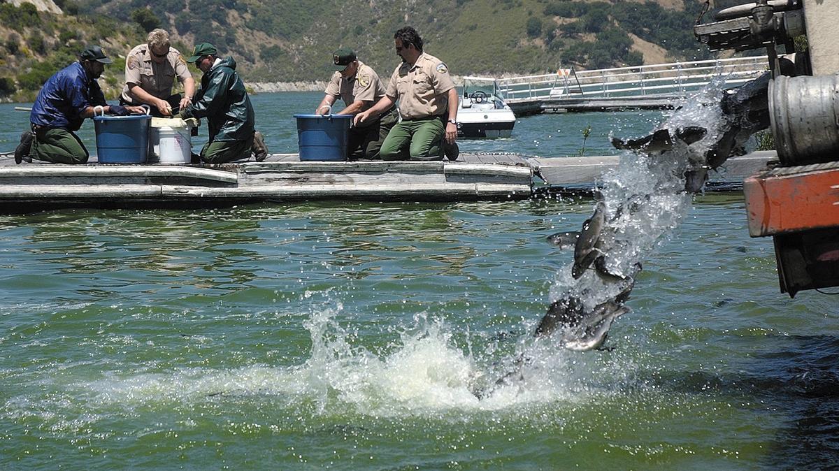 California Department of Fish and Game and County Parks employees tag rainbow trout while others are released at Lopez Lake. About 5,000 fish were stocked into the lake while 19 were tagged with $10 tags. The tagging program helps the department evaluate the stocking program May 25, 2005