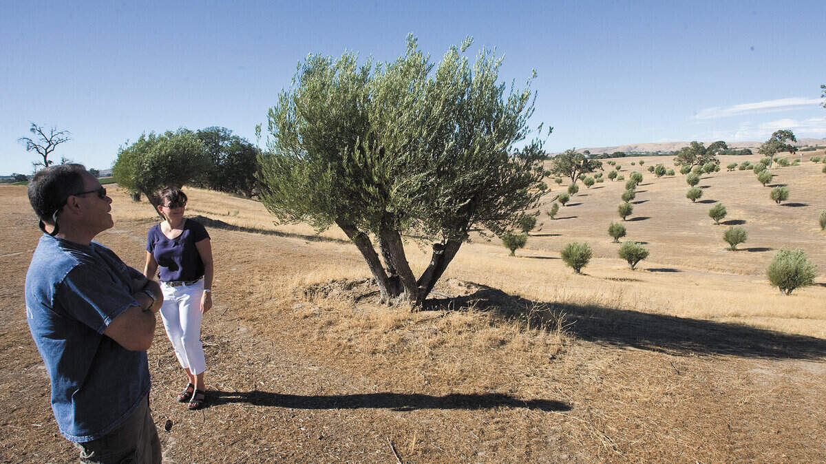 Frank and Marti Menacho look over a hillside dotted with olive trees that are more than a century old.  See more photos »