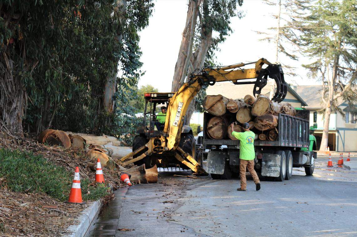 Workers from Bunyon Bros. Tree Service can be seen removing logs from cut down eucalyptus trees on Tuesday, Oct. 6.
