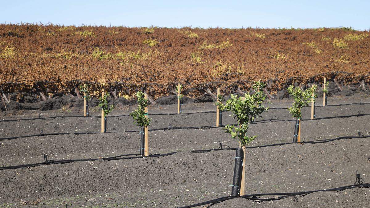 Lemon trees replaced white wine vines here. Jim McGarry, owner-vineyard manager with Pacific Coast Farming shows visitors around farming operations on Oct. 29, 2025.
