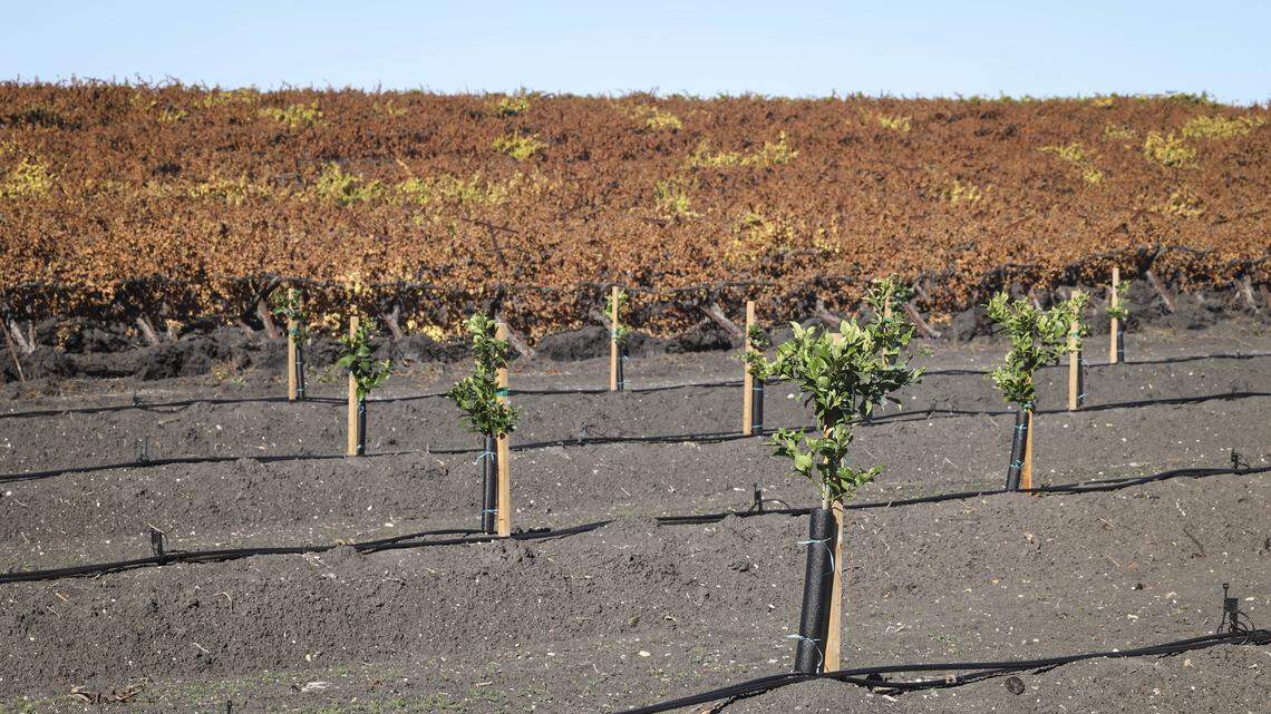 SLO County wine industry faces storm of challenges. ‘As hard as it’s ever been’