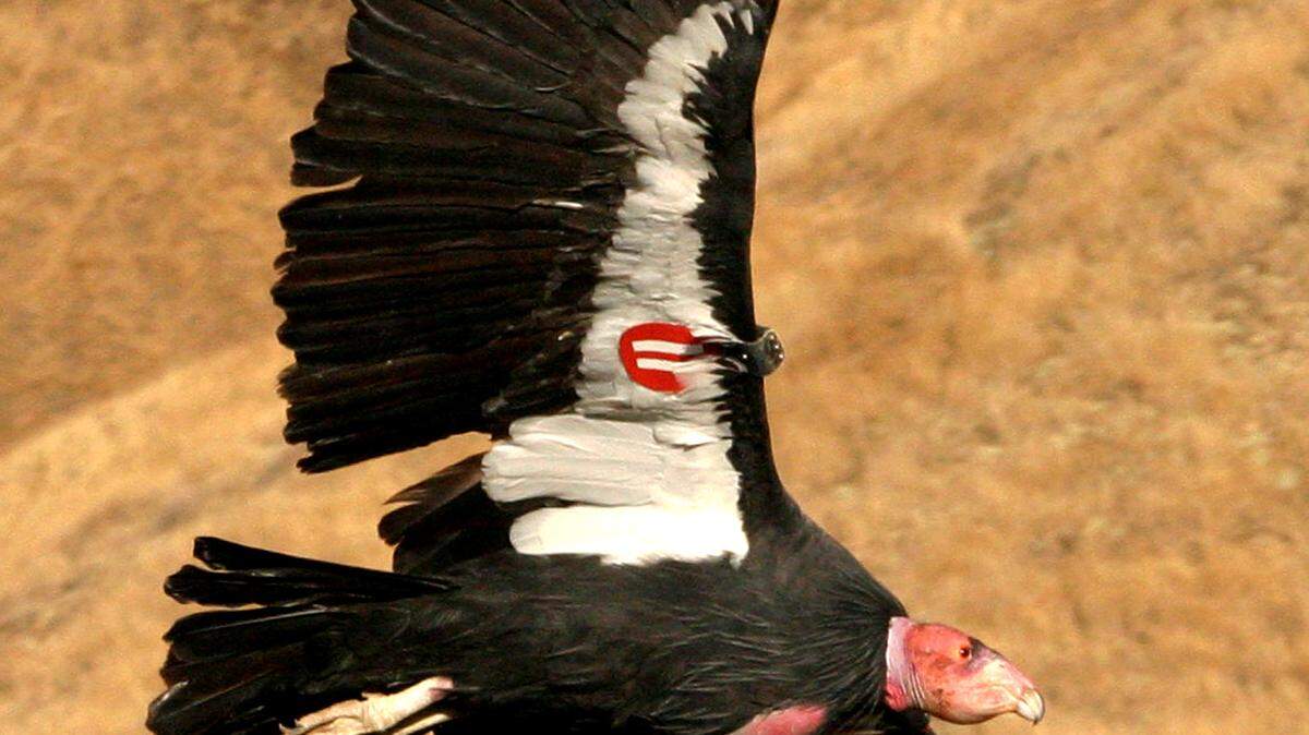 A California condor flies free in the wild. The U.S. Department of Fish and Wildlife said a condor was fatally shot in Hollister in July 2022.