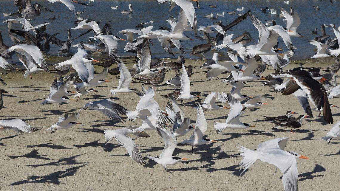 Chance of rain comes with cooler days this week. Here’s SLO County’s weather forecast
