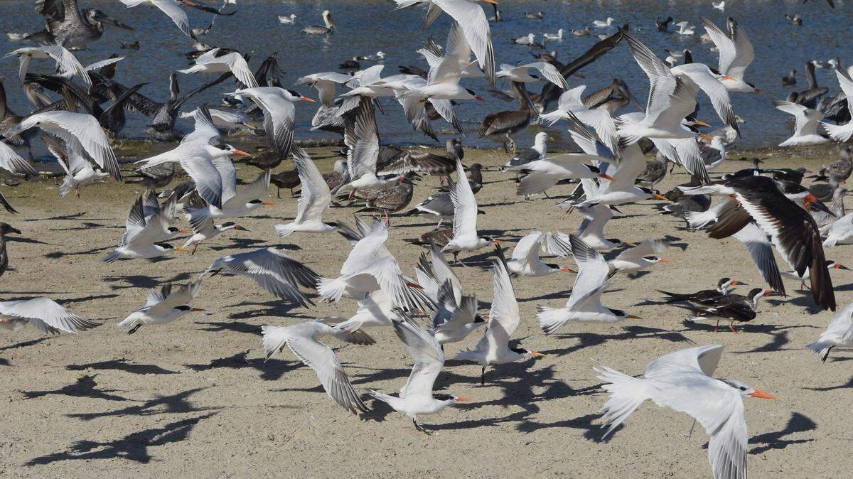 Shorebirds flying in Santa Barbara.