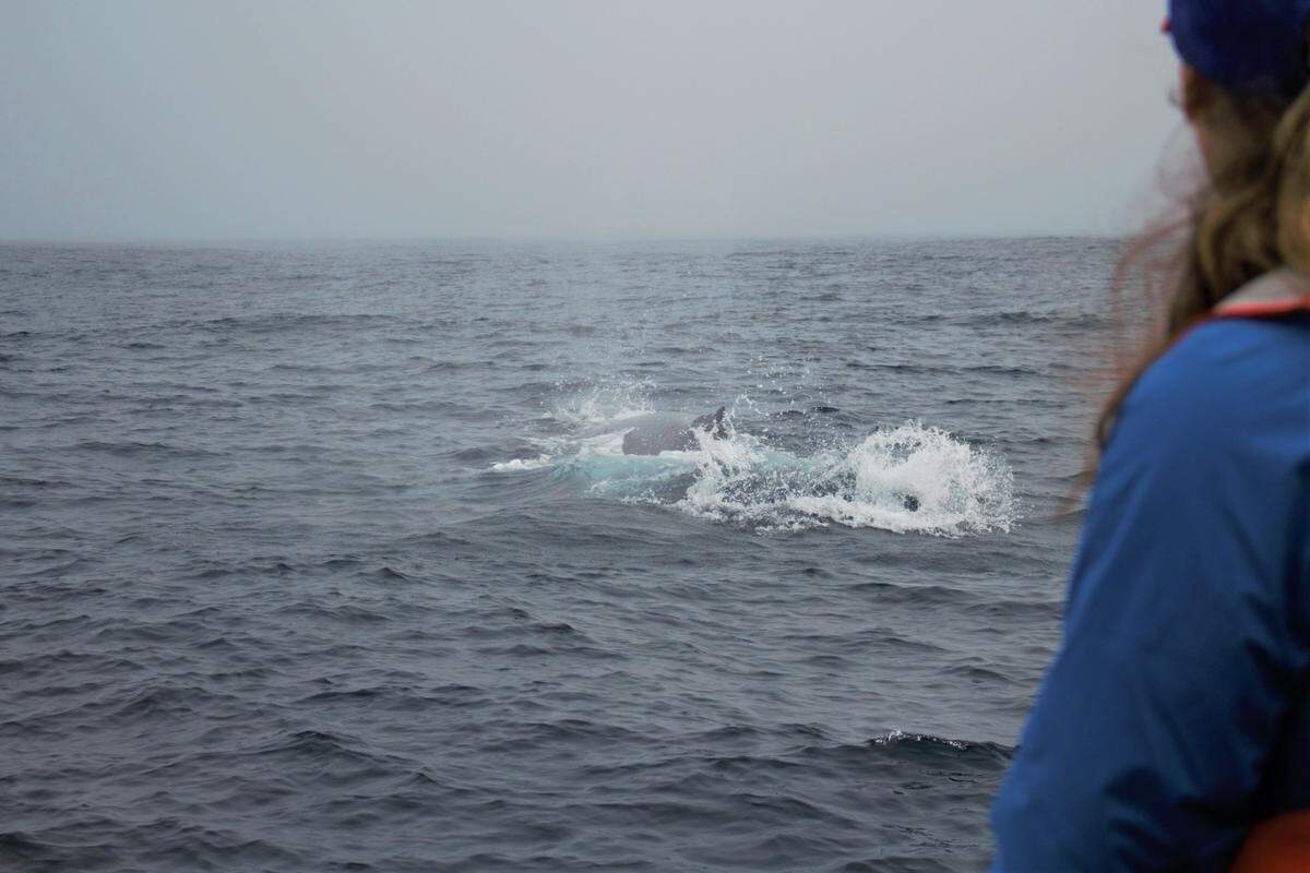 Watched by a NOAA scientist, a humpback whale takes a breath before plunging under water in the Pacific Ocean near the Morro Bay wind energy area on March 12.