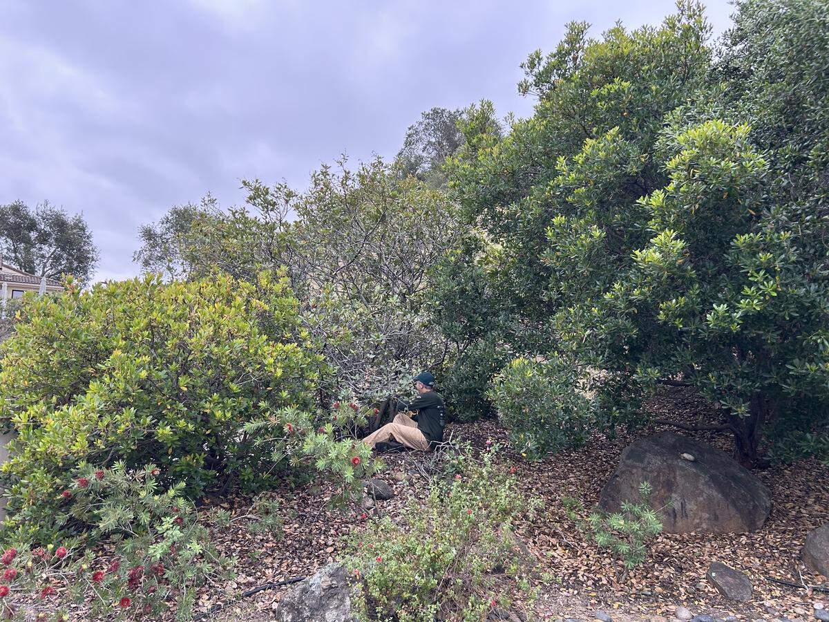 Buena Visa Estates resident Dan Fake trims a bush during a community work day on April 25, 2026.
