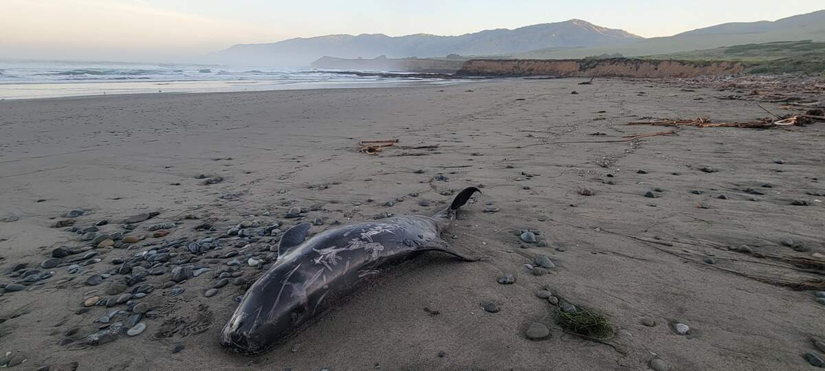 Photos such as this one, of a dead Risso’s Dolphin, help guide CCMARTvolunteers and staff to marine mammal carcasses for evaluation.