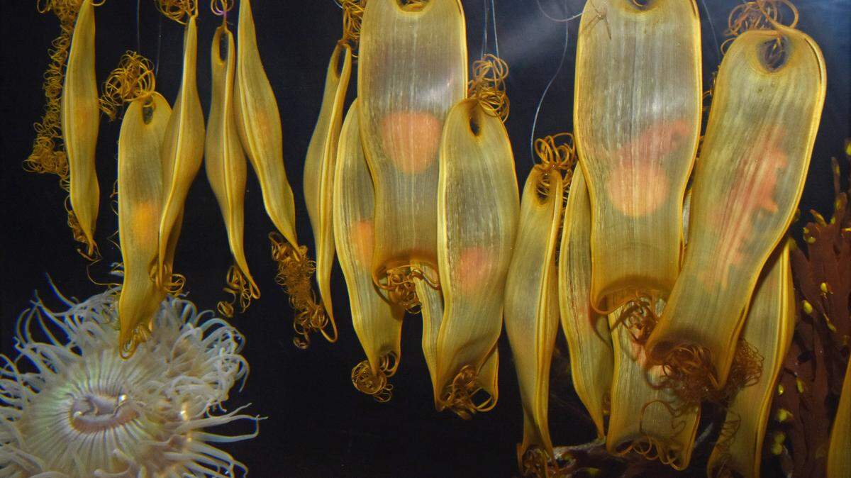 Swell shark egg pods at the Central Coast Aquarium in Avila Beach.