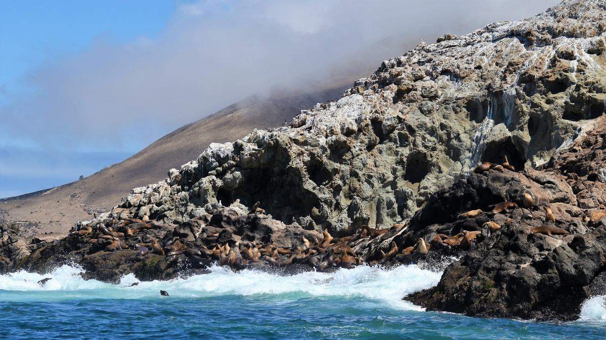 Sea lions lounge on Lion Rock in Cayucos along the Pecho Coast.