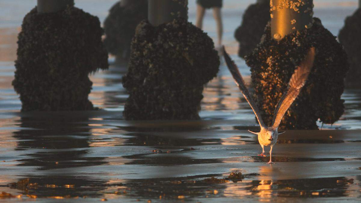 A seagull has easy pickings off the pilings of the Pismo Beach Pier exposed by king tides on Monday, Nov. 16, 2020.