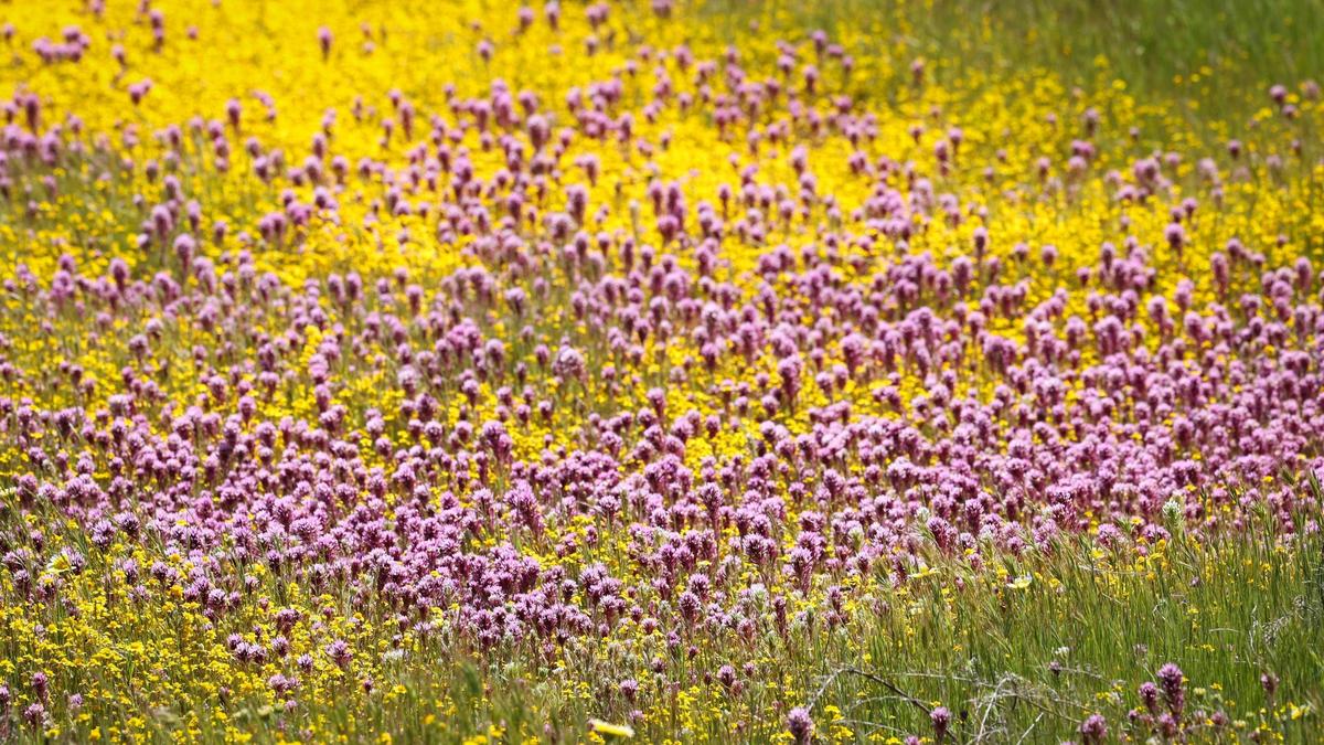 Purple owl’s clover and goldfields bloom near Soda Lake Road in California Valley on April 3, 2024.