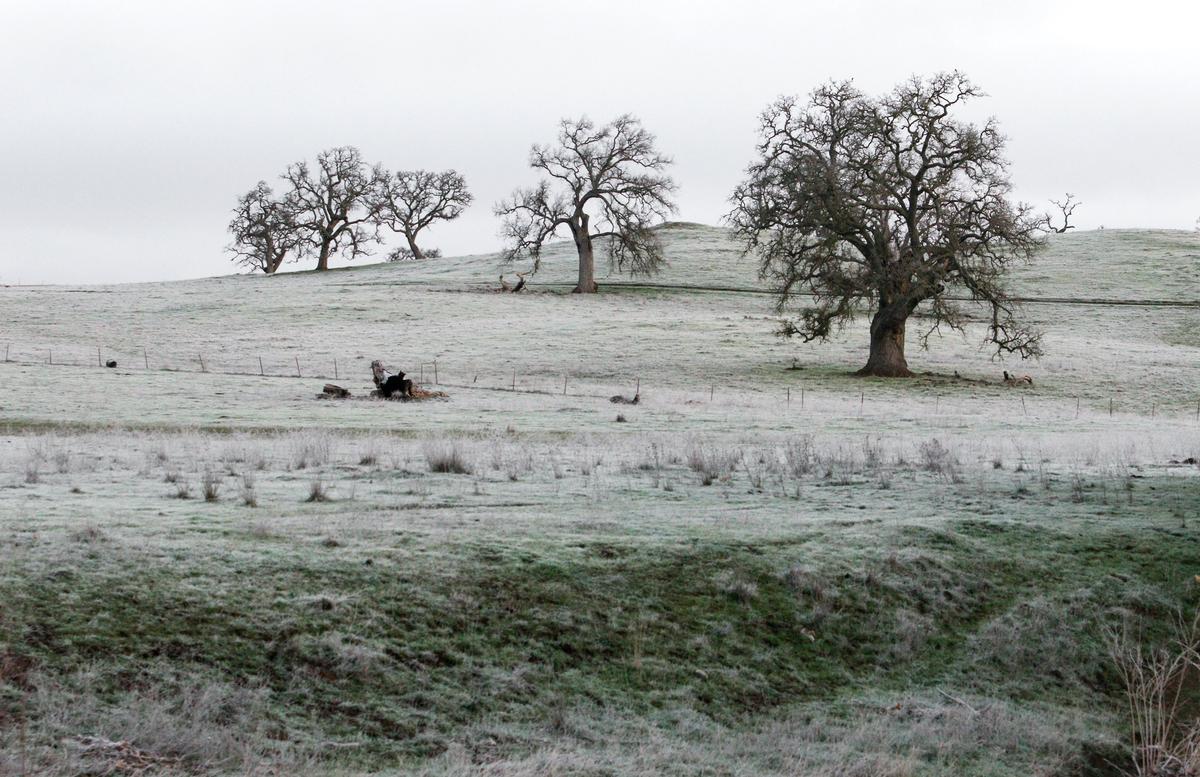 Frost covers the ground early Thursday morning in Santa Margarita.