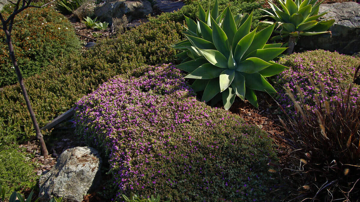 Bob and Carol Swain's garden in Morro Bay.