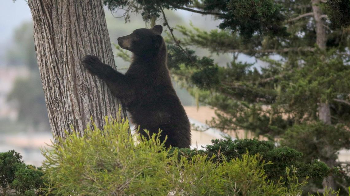 A black bear climbs down a cypress tree in Los Osos before climbing up another. The bear had been spotted earlier swimming in the bay and had spent most of the day Thursday sleeping near the top of the tree.