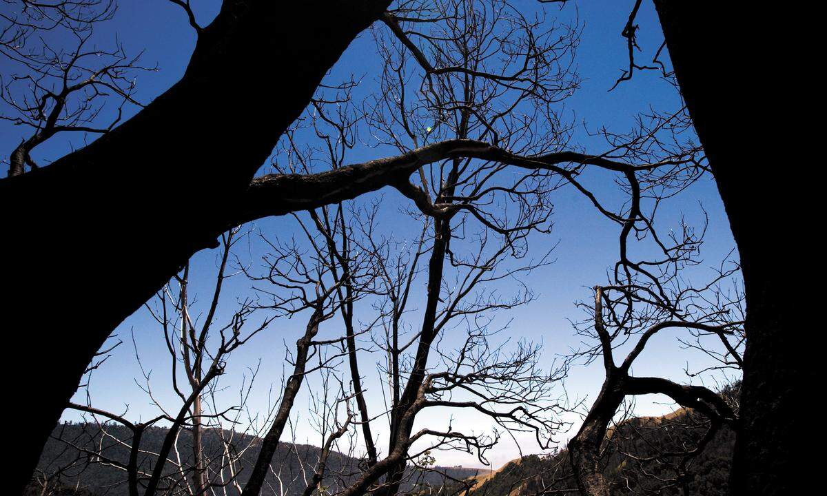 The ghost of Alice Halloran, also known as Headless Halloran, reportedly haunts the area near present-day Fort Hunter Liggett in southern Monterey County, looking for her head and her baby.