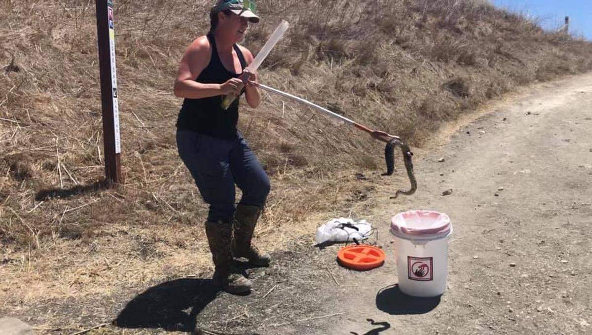 Cal Poly biology professor Emily Taylor, founder of Central Coast Snake Services in Nipomo, rescues a pregnant rattlesnake that was reportedly attacked by a hiker at the Pismo Preserve in Pismo Beach.