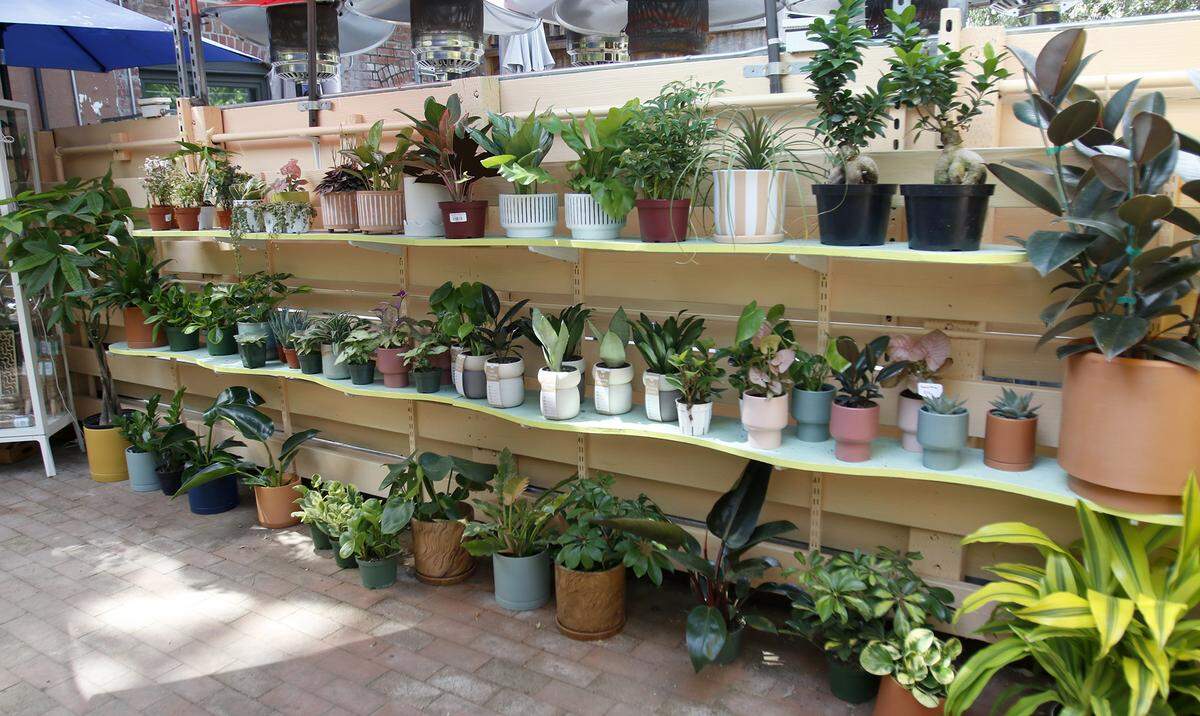 Understory Plant Shop opened in downtown San Luis Obispo, California as part of owner Samantha Huntley’s interior plant design business Happy Plant Company.