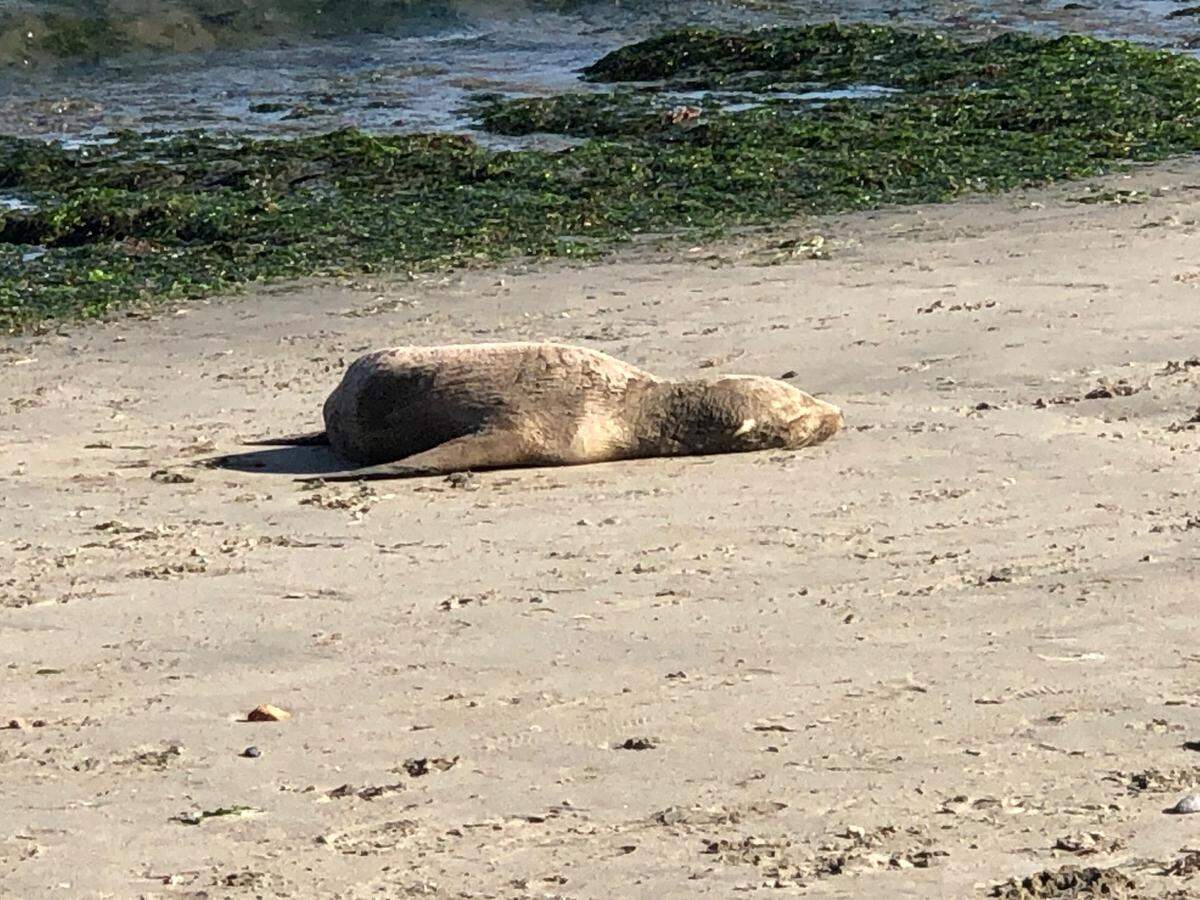 Chai, a male yearling California sea lion,rests lethargically due to domoic acid poisoning near Pillar Point Harbor in San Mateo County before his rescue by trained volunteers from The Marine Mammal Center on June 2, 2020 .The Center urges beach goers to keep themselves and their pets at a safe distance from these sick animals and understand that trained responders may not be able to rescue sick sea lions right away due to the impacts of the current coronavirus pandemic.