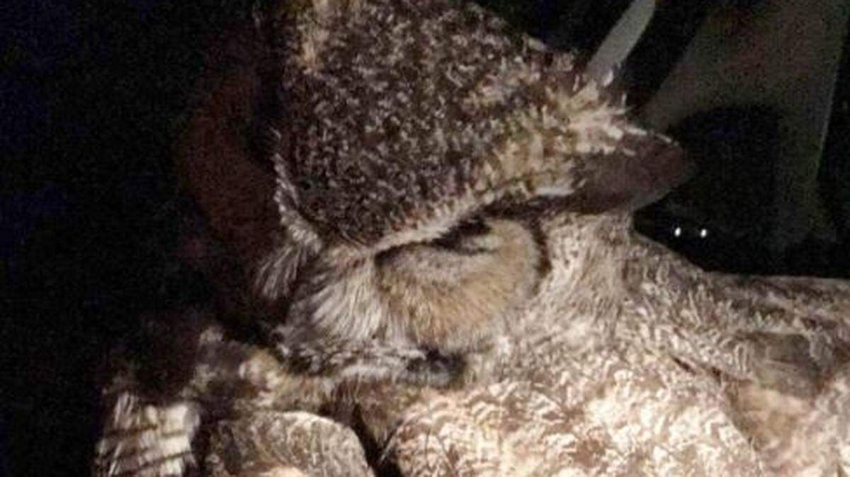 A picture of the great horned owl that trapped an Arizona woman inside her car on Monday night. The woman saw the owl lying dazed on the side of the road, picked it up and went to get help. That's when it woke up.