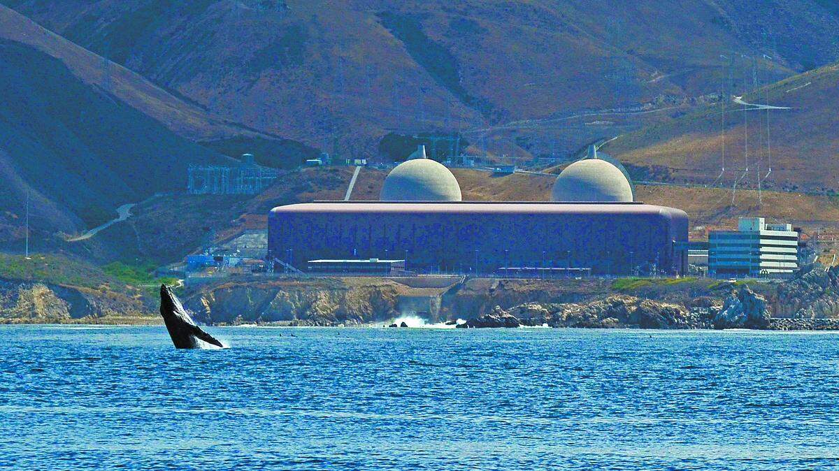 File photo of a humpback whale breaching off the shore of the Diablo Canyon nuclear power plant.