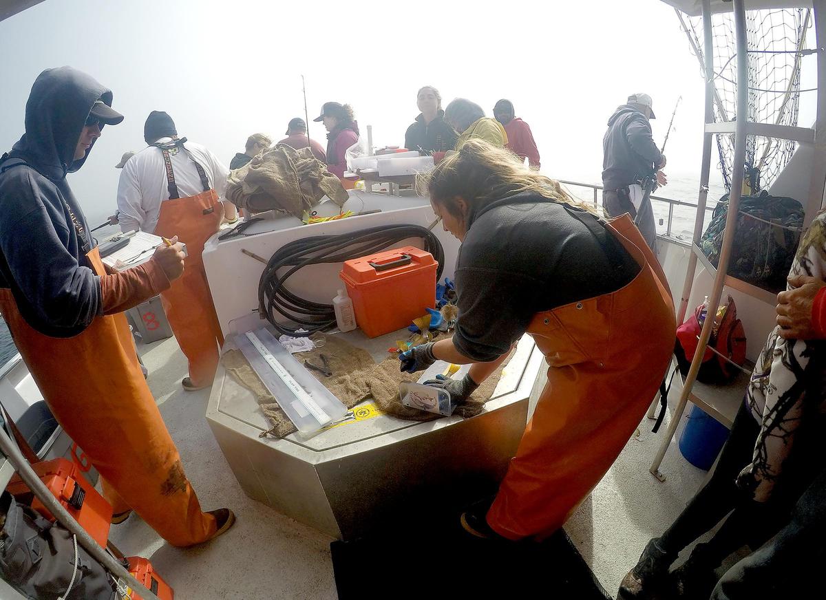 Student science crew member Meghan Fox measures and identifies a fish before releasing it as research technician Grant Waltz records data aboard a boat in Morro Bay Harbor on Aug. 2, 2019, during a California Collaborative Fisheries Research Program trip to conduct research on the Central Coast fish population.