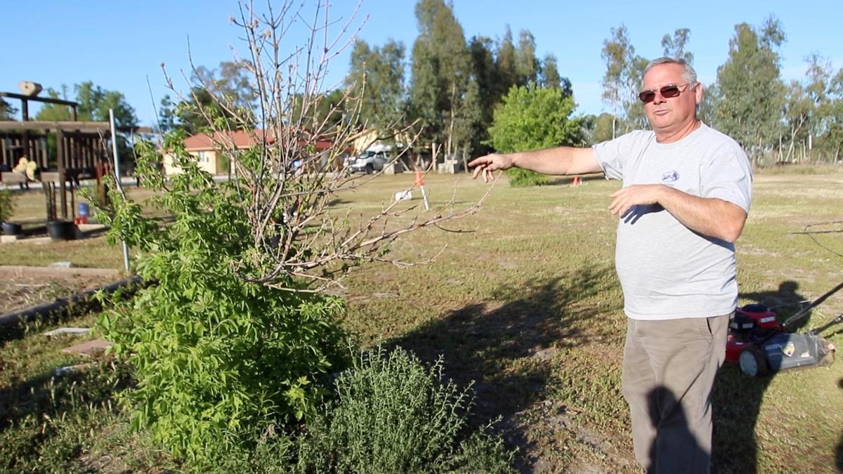 Lloyd “Ed” Rickard points to a tree that died and had to be cut down because of a lack of water at his home in rural Paso Robles. After Rickard’s well went dry in 2018, he trucked in water for several years before saving up $30,000 to drill a deeper well.