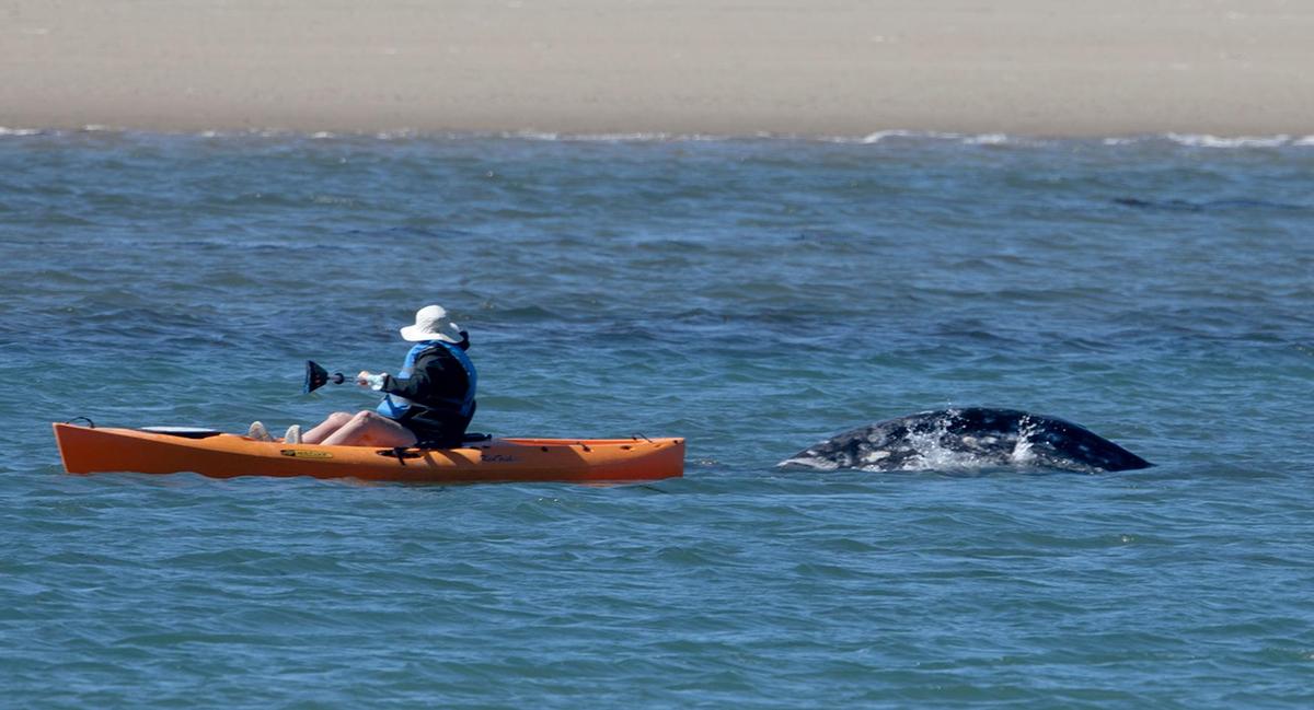 A gray whale surfaces near a kayaker in the Morro Bay Harbor near Morro Rock on Thursday, March 14, 2024. The whale has been been spotted in the harbor for the last few days.