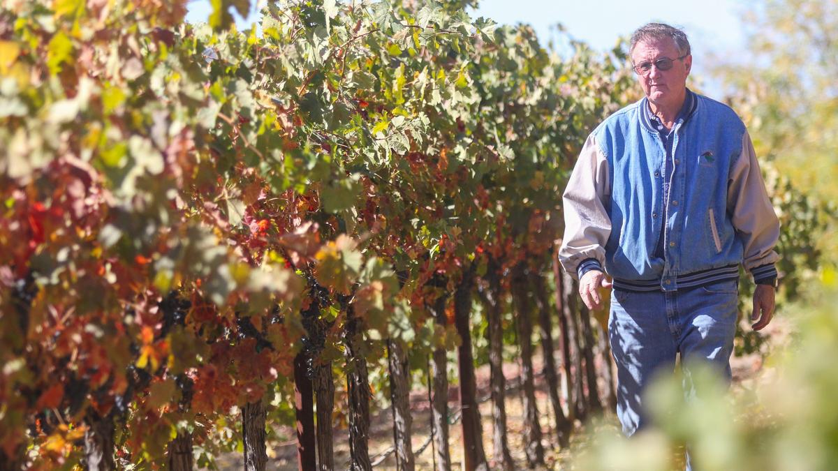 Dana Merrill, owner of Pomar Junction Vineyard and Winery in the Paso Robles area, looks over merlot grapevines as the leaves begin to turn.