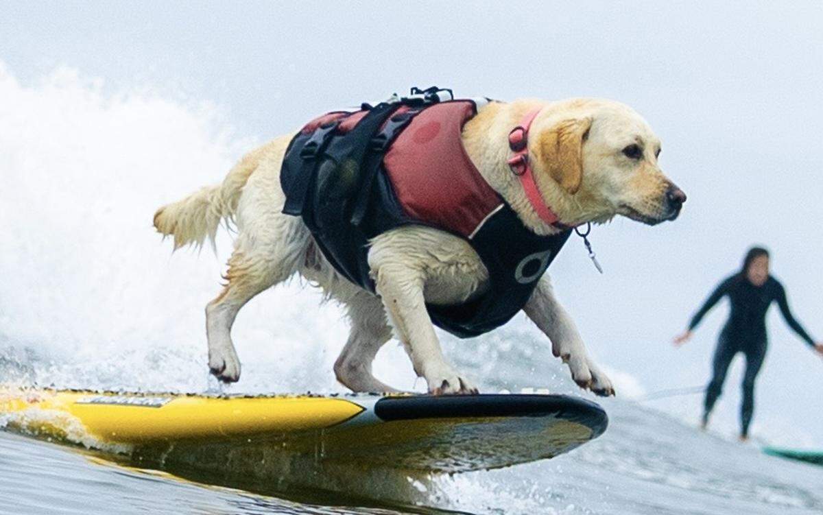 The World Dog Surfing Championships Exhibition Tour will come to Pismo Beach on May 2, 2026. Six pro dog surfing teams will compete alongside local canines.