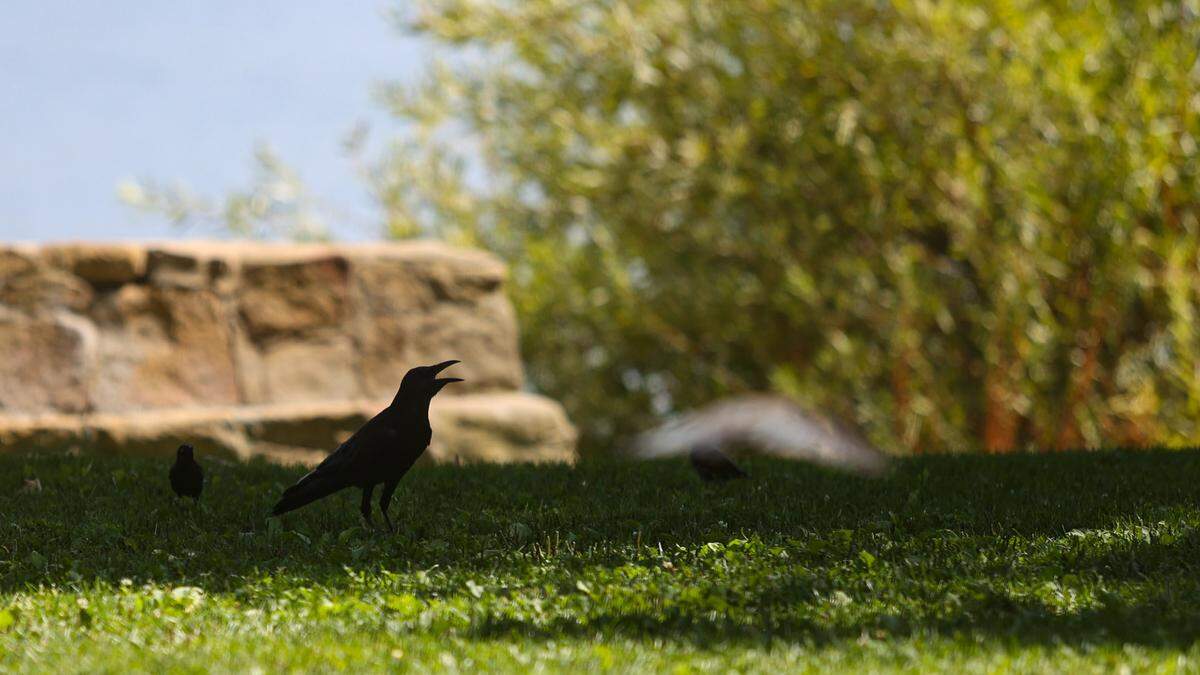 A raven appeared to be panting from the heat at Atascadero Lake Park on Wednesday. The North County has been under a heat advisory for most of this week, and PG&E has requested that electric customers reduce consumption.