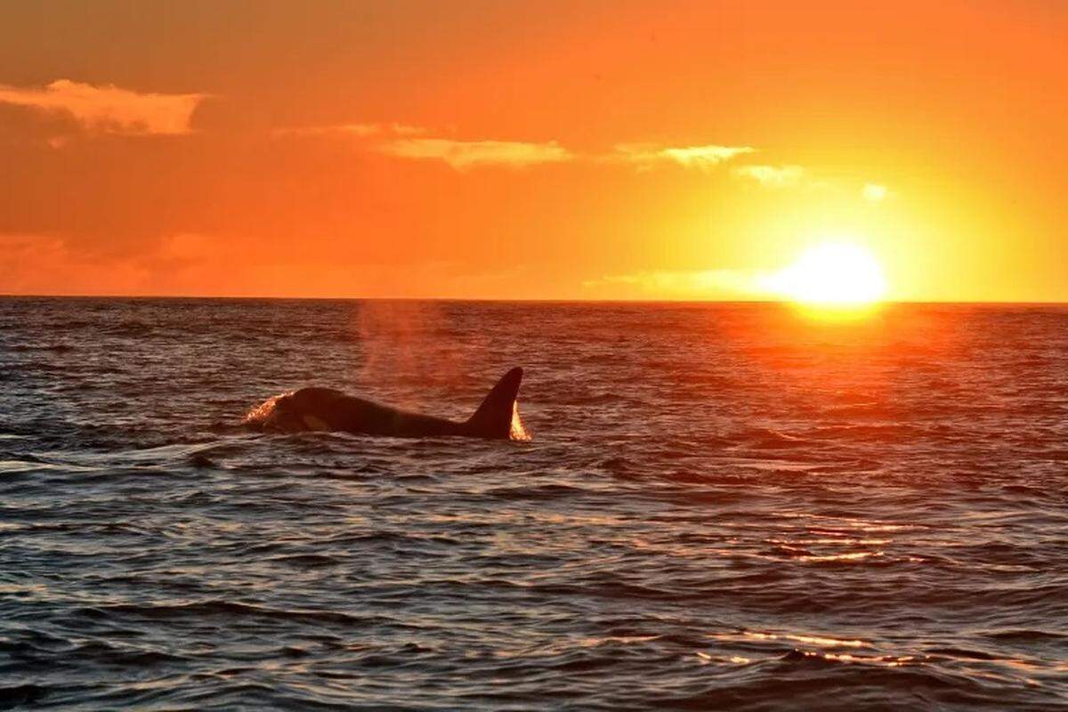 An orca swims in the Santa Barbara Channel as the sun sets in January 2026.