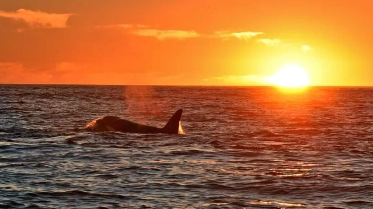 The summer solstice on June 21, 2026 marks the official start of summer. 