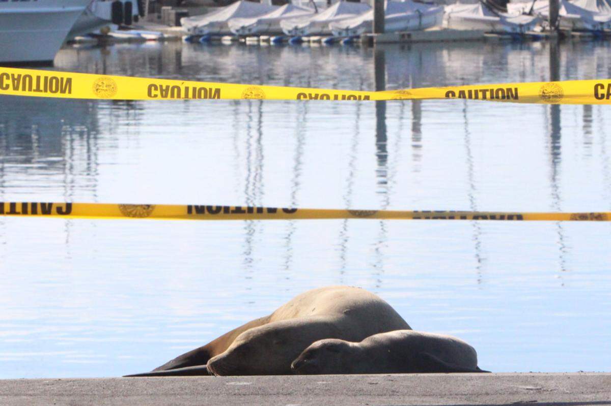 A sea lion and her pup are seen at the boat launch at the Santa Barbara Harbor.