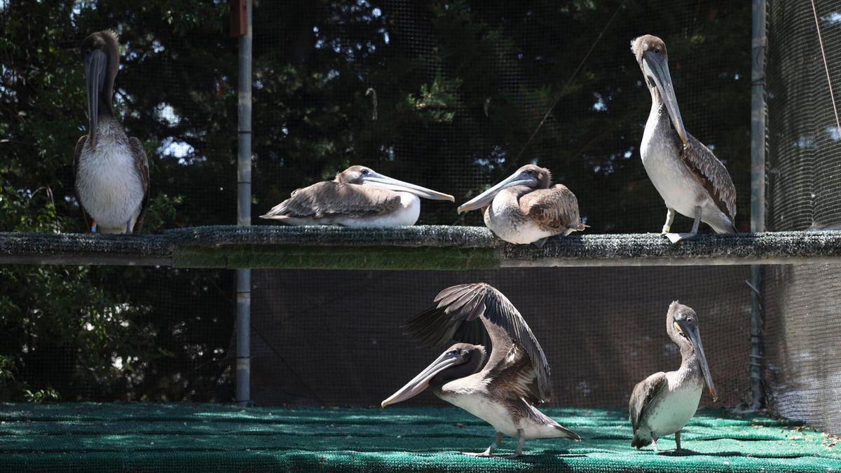 Brown pelicans rest in a rehabilitation enclosure on May 9, 2024, at Pacific Wildlife Care in Morro Bay as they regain their strength be released back into the wild. The group has treated several birds that have been found suffering from starvation.