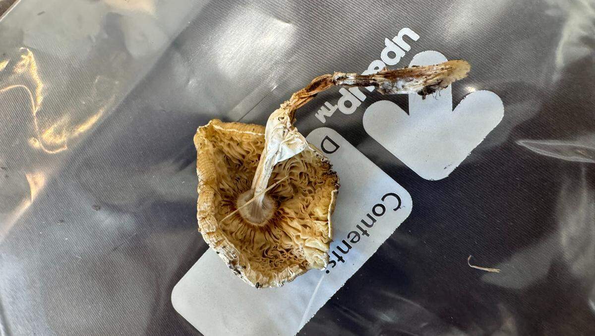 This death cap mushroom was on the same property as the toxic mushroom that killed Beanz.