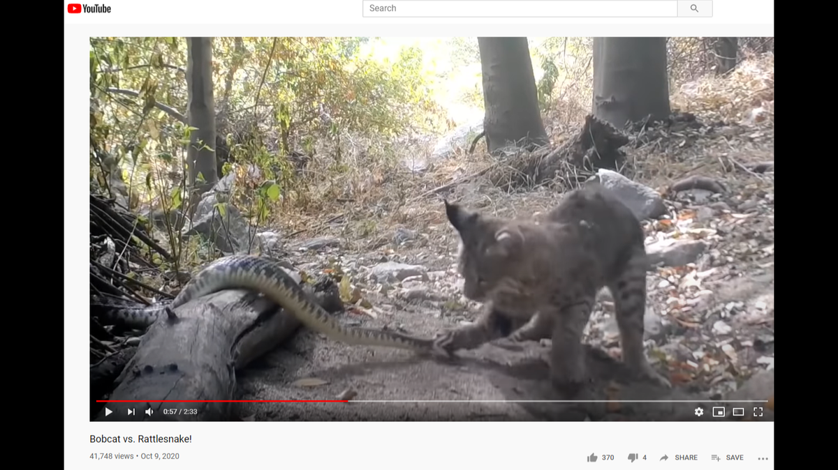 YouTube video screenshot of Robert Martinez’s video of a bobcat killing a rattlesnake in Angeles National Forest on Oct. 6, 2020.
