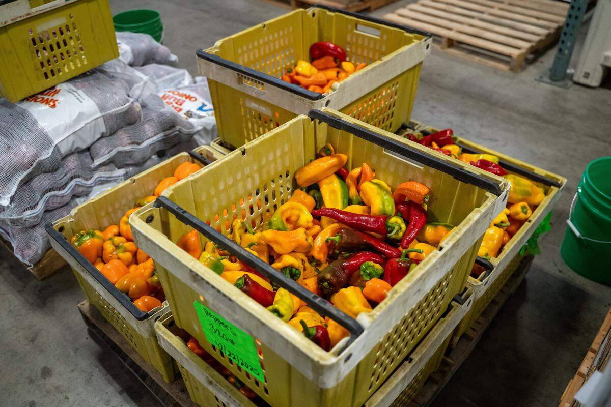 Fresh food such as peppers are sorted at the SLO Food Bank headquarters on Friday, Oct. 31, 2025. The SLO Food Bank is projecting a significant increase in demand for its services while the federal shutdown cuts off SNAP benefits.