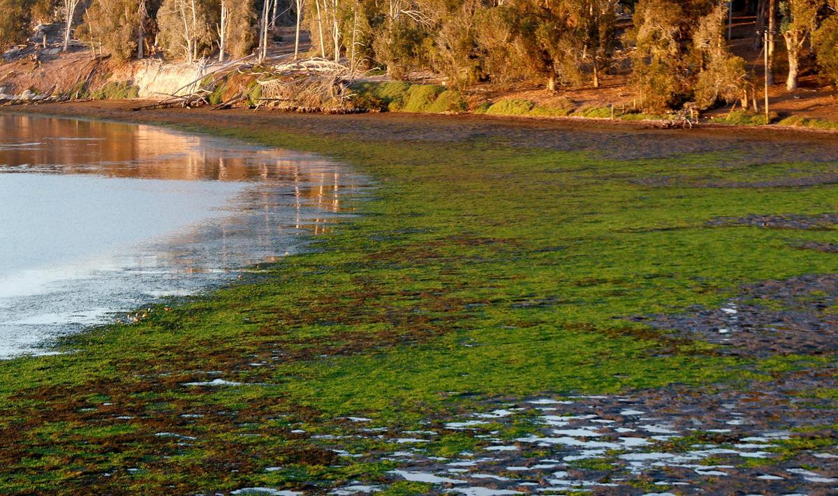 A view of eelgrass at low tide at Windy Cove in Morro Bay State Park. Eelgrass, a type of seagrass, nearly completely died off in the Morro Bay estuary from 2007 to 2016. Restoration efforts have spurred a massive recovery.
