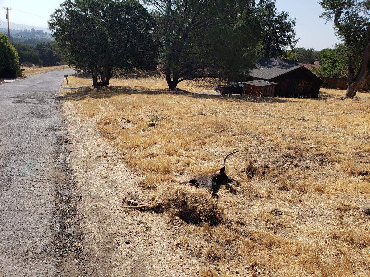 Mountain lions often cache their prey to return to the feast later. This deer was discovered by neighbors near San Gabriel Road off Highway 41 west of Atascadero.