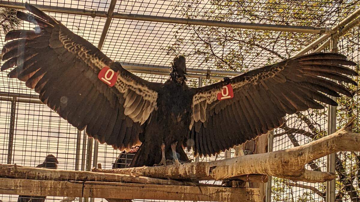Madrone (No. 1100), a juvenile female California condor in the four-condor cohort set for release on Nov. 5, 2022, warms her wings while waiting in the large holding pen in the San Simeon mountains. Male juvenile Wild Bill (No. 1085) looks on from another section of the holding pen.