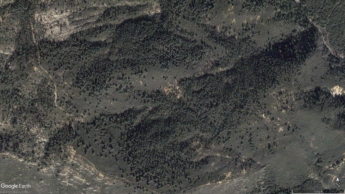 A forest of Coulter pines growing on Big Pine Mountain in Santa Barbara County in 2007.