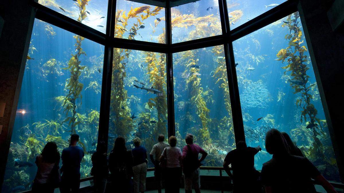 The majestic Kelp Forest exhibit is seen at the Monterey Bay Aquarium. The aquarium is scheduled to reopen in May 2021 after closing for 14 months due to the coronavirus pandemic.