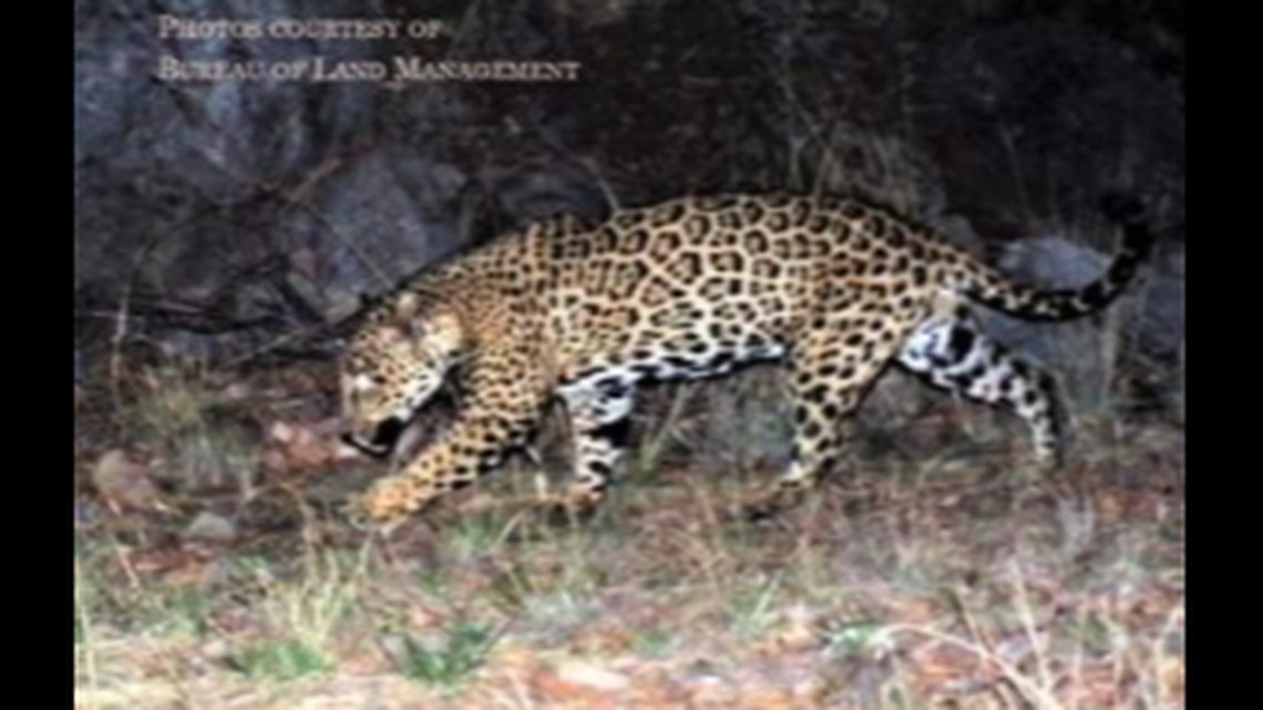 A rare jaguar sighting was reported in southeast Arizona this month. It is the same male jaguar seen since 21016, experts say.