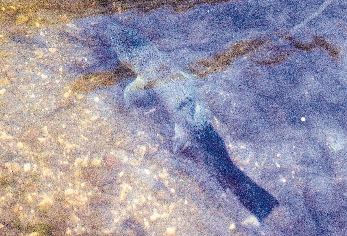 Steelhead trout in San Luis Creek near the 101 freeway in the deep pools that Cal Trans installed when they upgraded the bridges there, July 1, 2002.