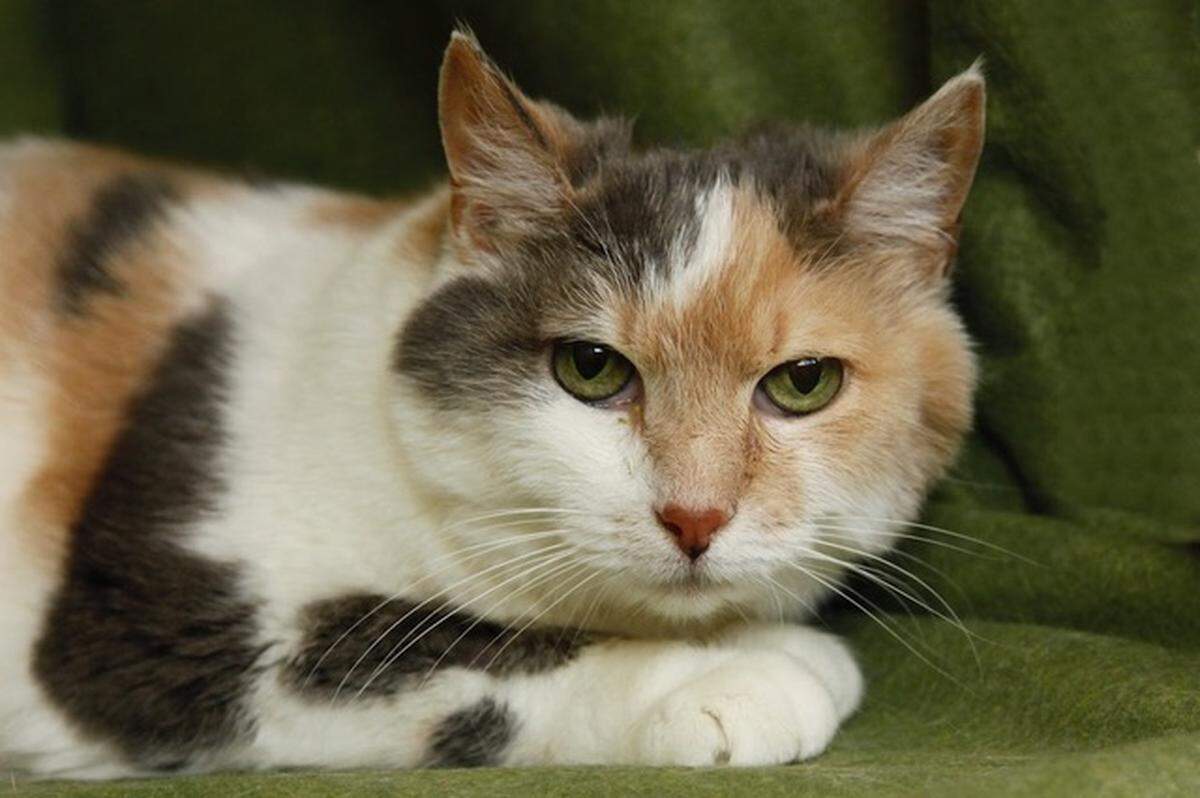 Winnie is a 9-year-old cat who is available for adoption at the Homeless Animal Rescue Team shelter in Cambria. For more information, call 805-927-7377.