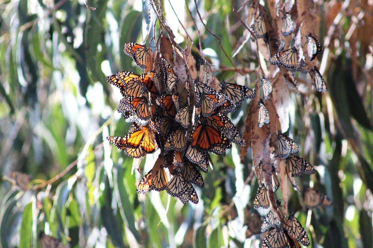 The most recent count of wintering monarch butterflies at the Ellwood Mesa in Goleta shows an increase in the population compared to 2020, but the numbers are still at an “all-time low.”