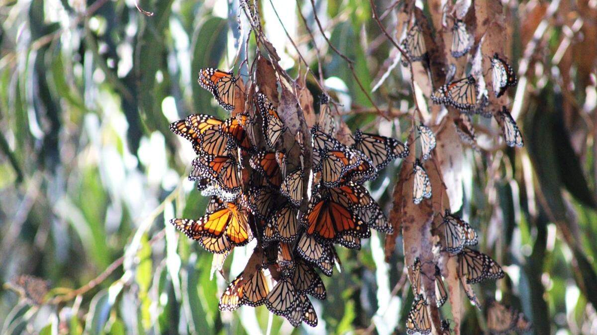 The most recent count of wintering monarch butterflies at the Ellwood Mesa in Goleta shows an increase in the population compared to 2020, but the numbers are still at an “all-time low.”
